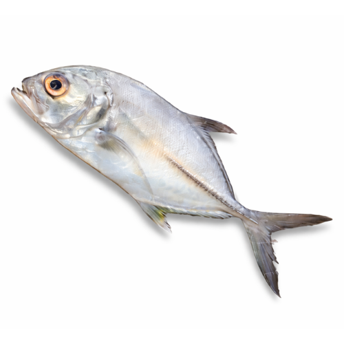 CARANGUE / TREVALLYENT entier