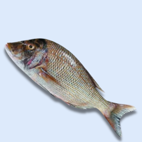 Capitaine Sénégalais entier