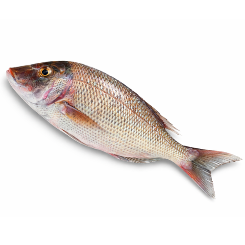 Capitaine Sénégalais entier 1 pièce