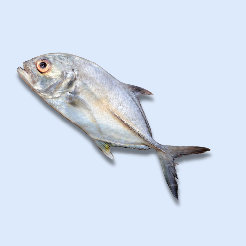 CARANGUE/TREVALLYENT 1kg