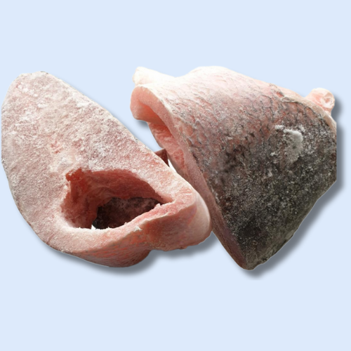 Darne Capitaine Sénégalais