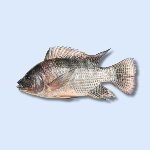 Tilapia noir
