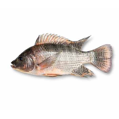 Tilapia noir
