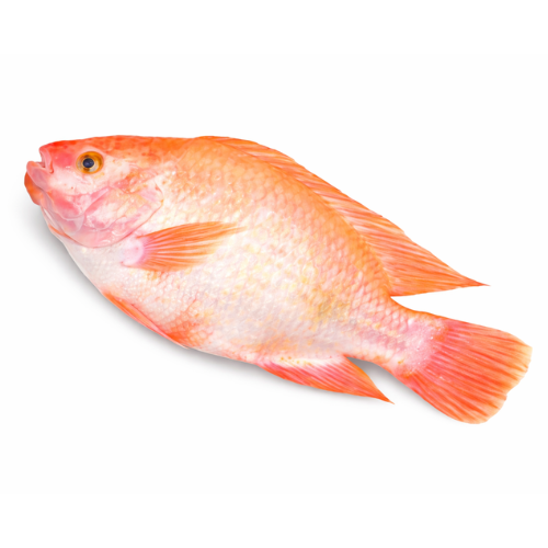 Tilapia Rouge – Pièce 600–800 g